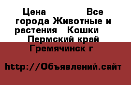 Zolton › Цена ­ 30 000 - Все города Животные и растения » Кошки   . Пермский край,Гремячинск г.